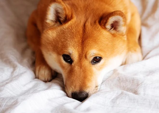 Shiba Inu交易现状分析，日交易量下滑的原因与影响探究